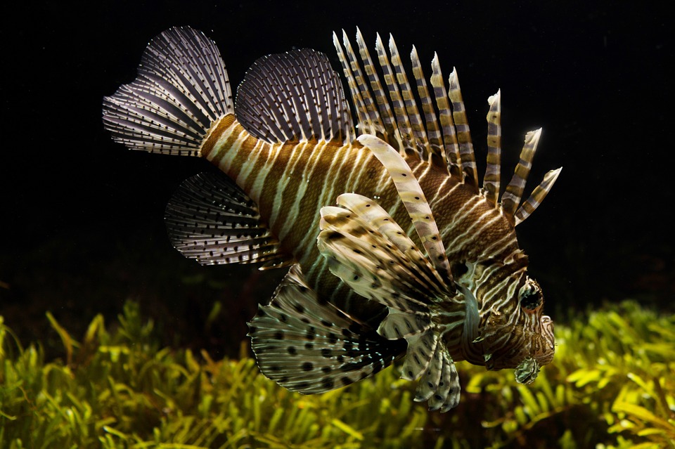 Pesce Scorpione attenzione