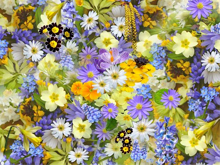 spring-flowers-110671__340