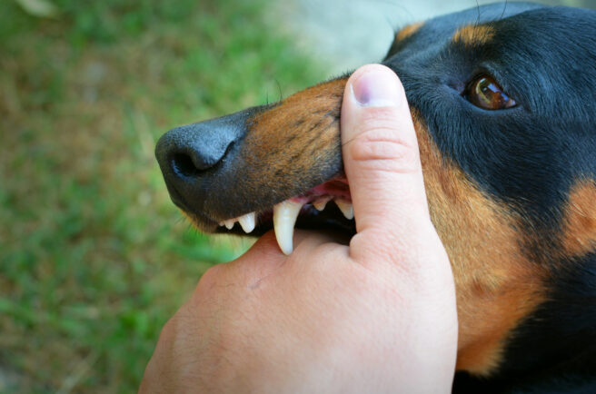 sognare morso del cane