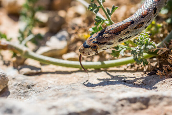 sognare di essere morsi da un serpente