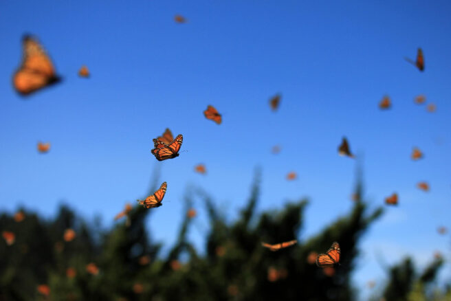 sognare farfalle